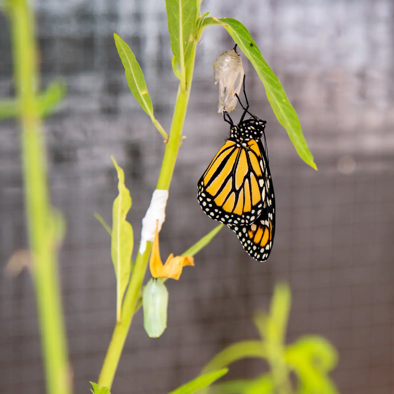 20230424-D600-0651-Enhanced-NR.webp