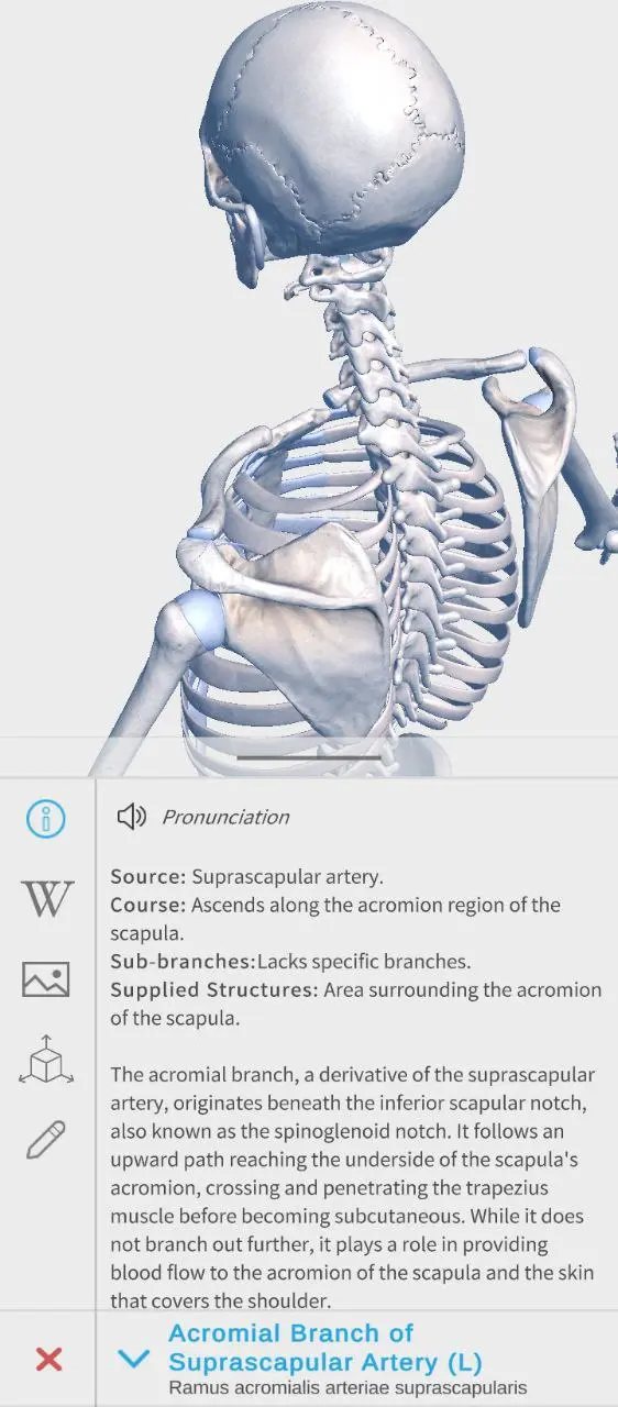 visual anatomy (2).webp