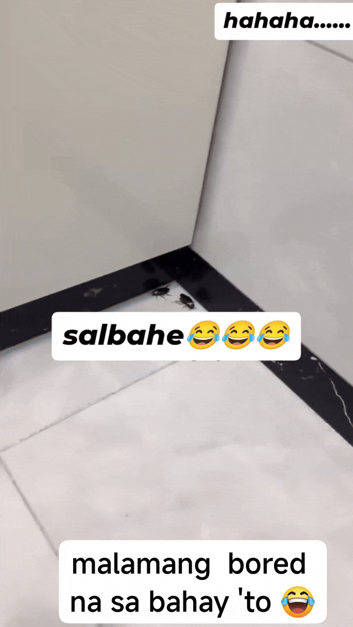 CockroachsRace-ezgif.com-optimize.gif