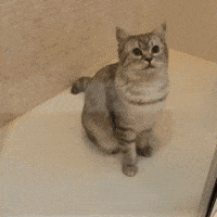 200.gif