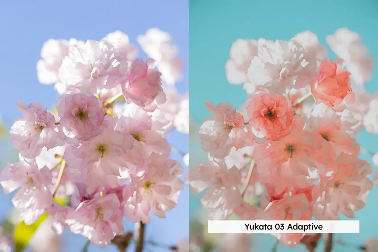 blossom presets (3).webp