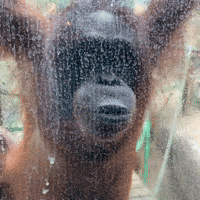 200.gif