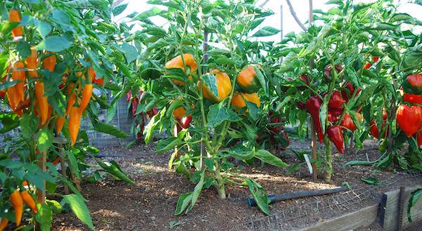 xgrowing-peppers2011-3-l-jpg-pagespeed-ic-CLydo-BS8i4.jpg