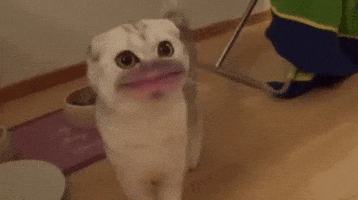 200.gif
