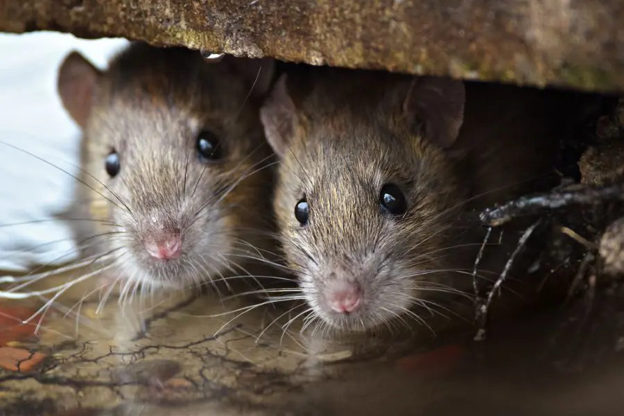 The-Difference-Between-Rats-and-Mice-in-the-Philippines.webp
