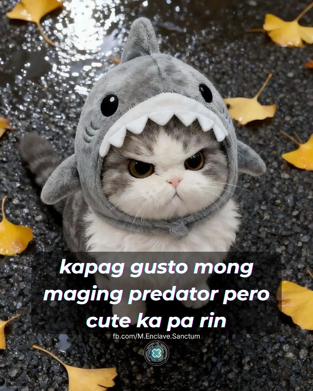 kapag gusto mong maging predator pero cute ka pa rin.webp