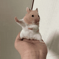 Surprised Kung Fu GIF