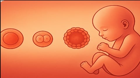Clinical Embryology: From Concept to Practice