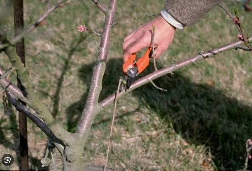 Tree Pruning: Principles And Practice For Healthy Trees
