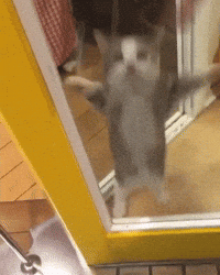 1780243004821.gif