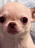 Naughty Dog GIF