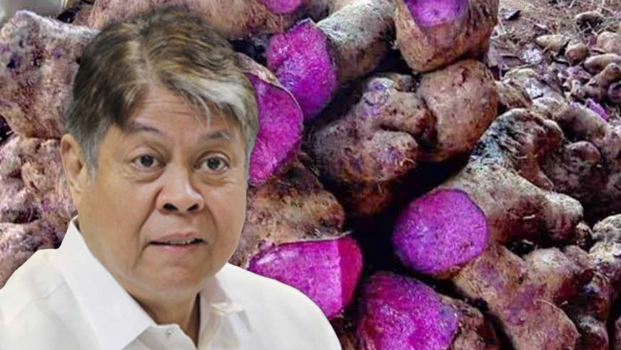 Sen. Kiko calls for budget increase for ube production amid rising demand