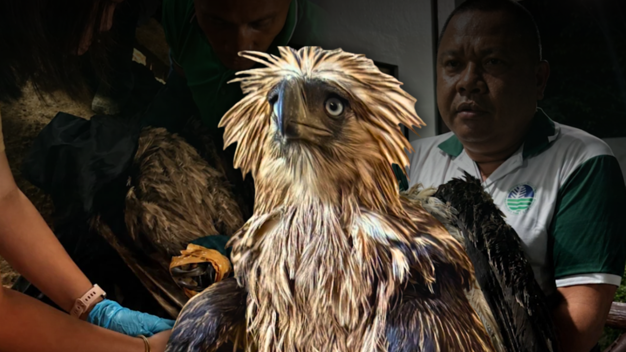 Philippine eagle, ligtas nang nagpapagaling matapos atakihin ng mga unggoy sa Bukidnon