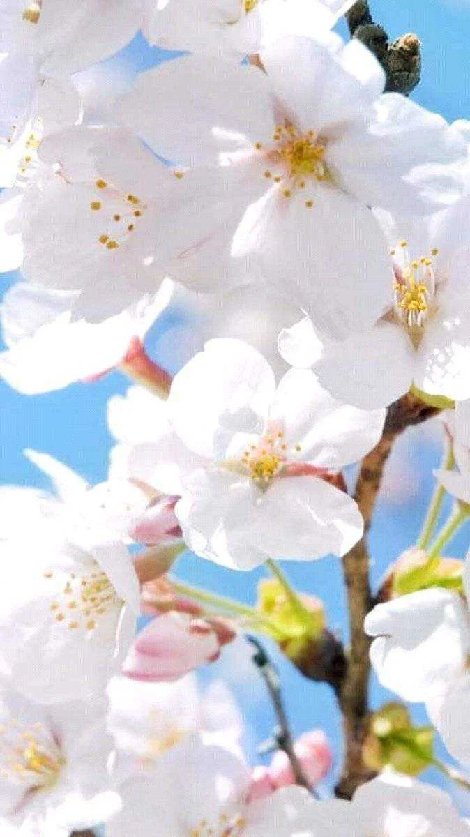 Sa mga mahilig sa flowers wallpaper pasok kayo dto