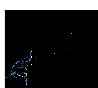 Dolphin.gif