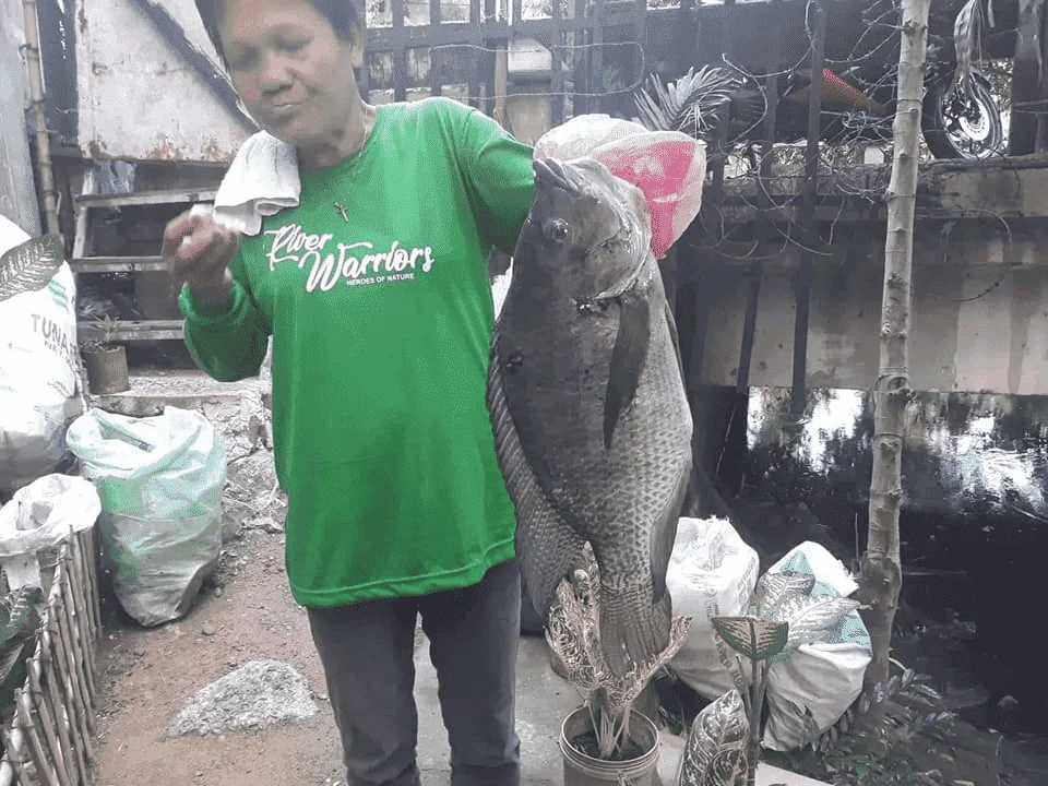 GIANT TILAPIA