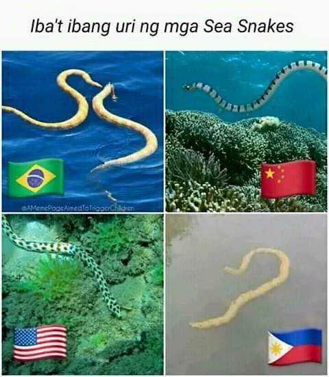 sea snake.webp