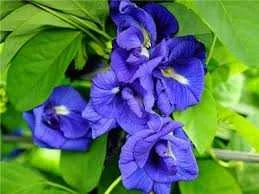 images.webp