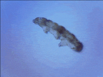 EquatorialWhiteChital-size_restricted.gif