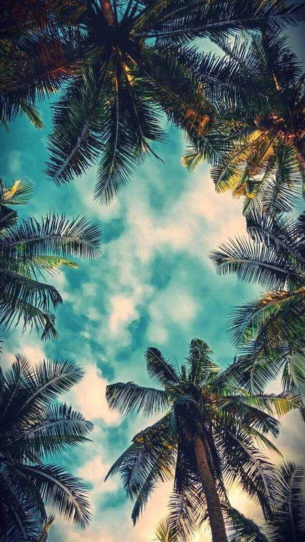 Bel_air_Palms-b8d6f25f-37a9-429c-a5f8-605d296e6b89.webp