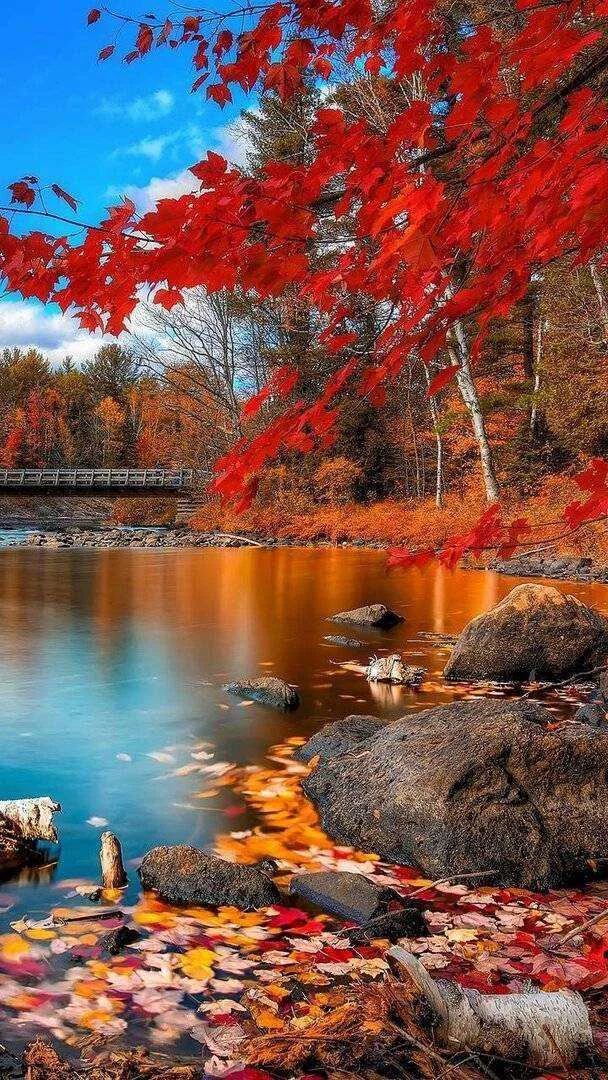 Fall-b2a7e905-92e7-4ec1-aedd-80e0ba32ff2f.webp