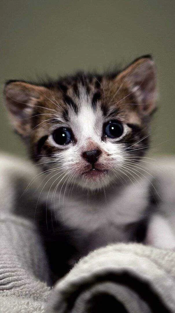 Cat-160f386f-6188-3022-82c1-bdfd4ccb1a93.webp