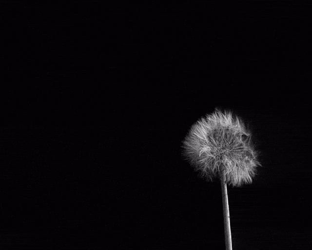 2A4F298B-3A61-459B-8AFA-701645752D4E.gif