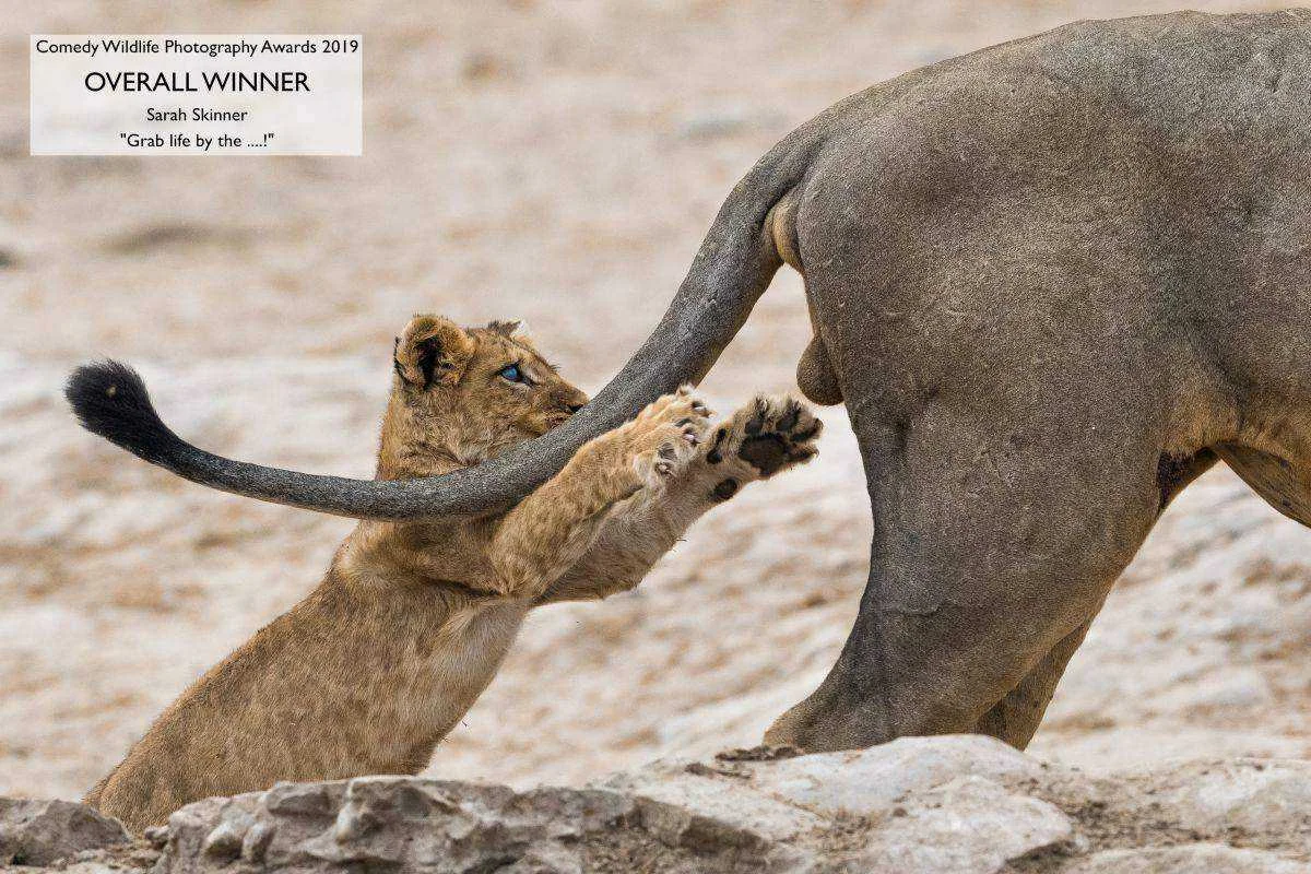 Have a giggle at the winning photo from the Comedy Wildlife Photography Awards