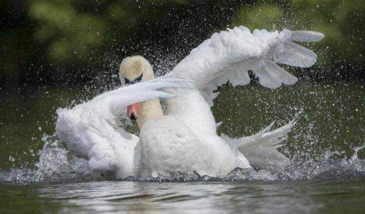 .dab swan.webp