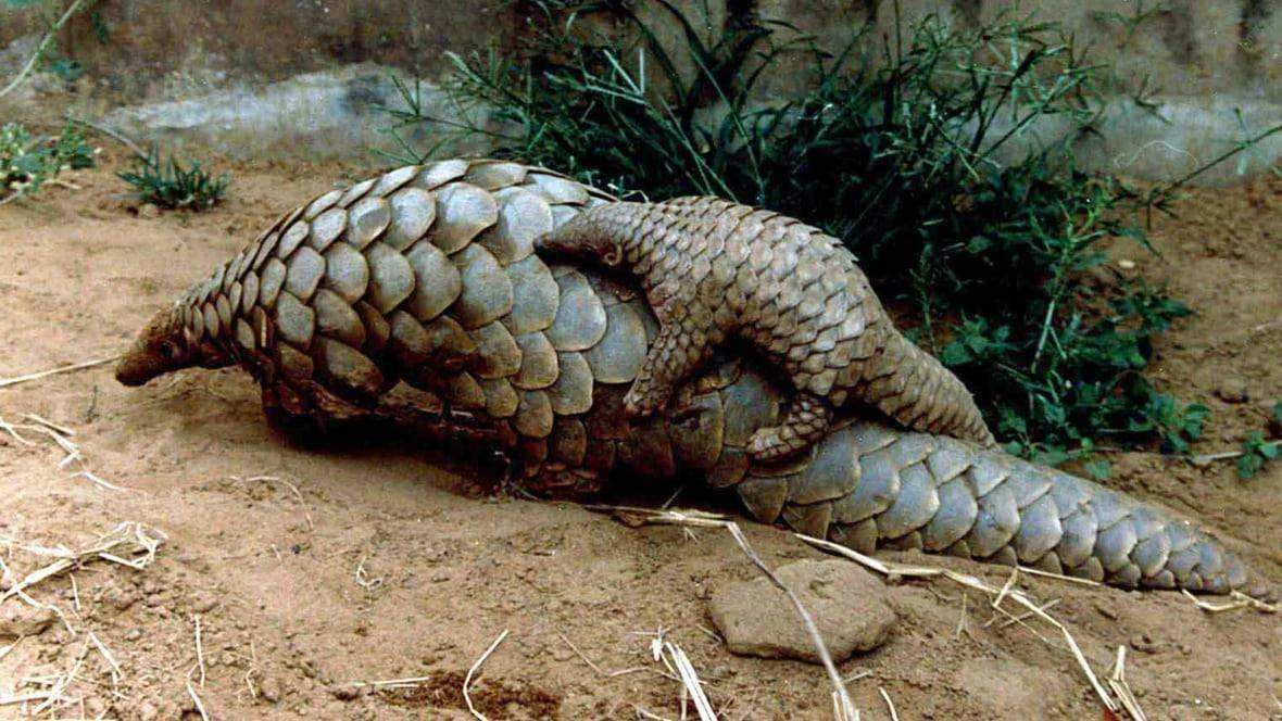 pangolins.webp