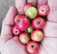 Image result for aratilis