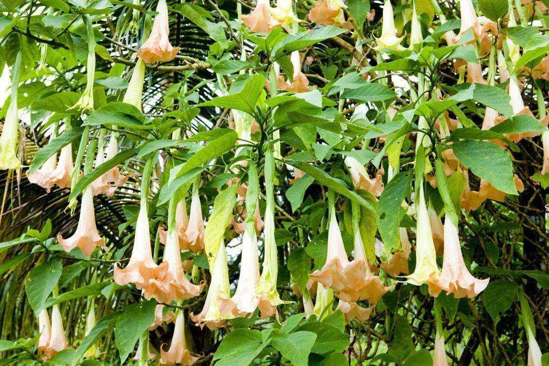 angels_trumpets.jpg