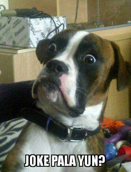 Baffled boxer.webp