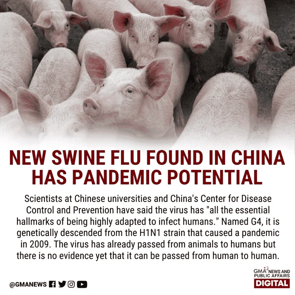 swine flu sasabay sa pandemic.