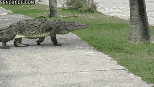 see-you-later-alligator.gif