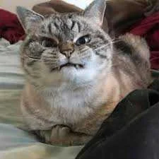 CAT.jpg