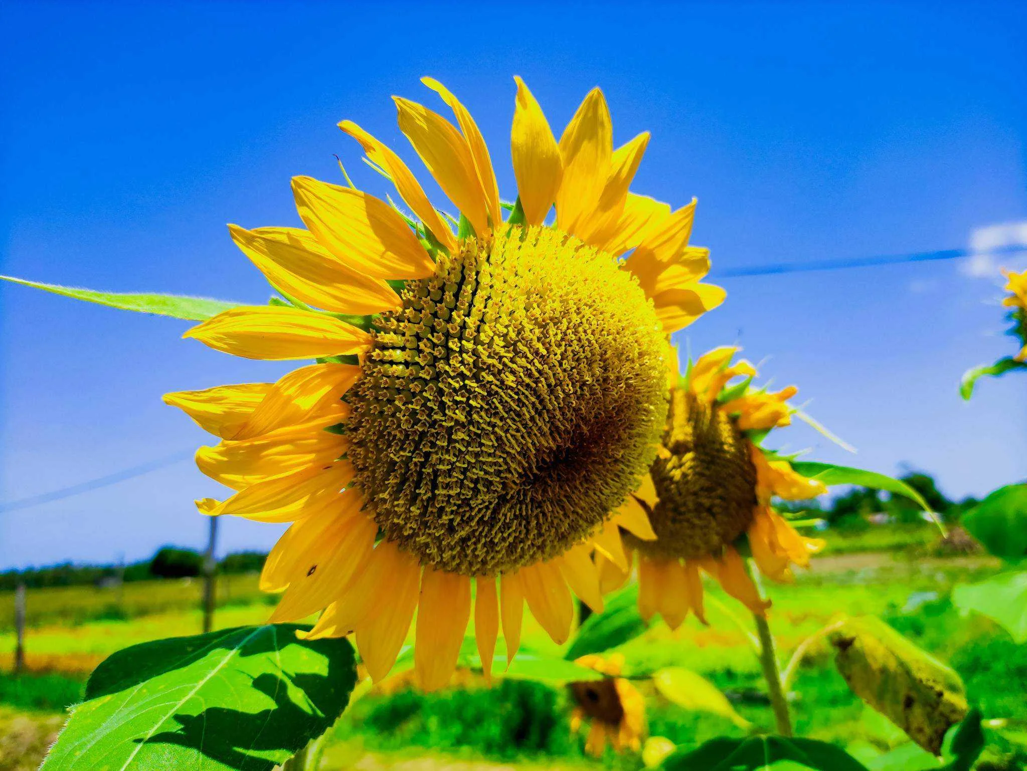 Flower Photograhy