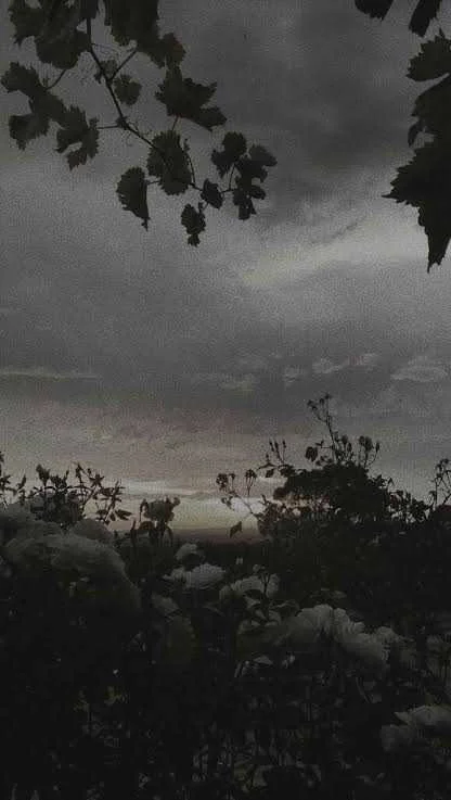 images (26).jpeg