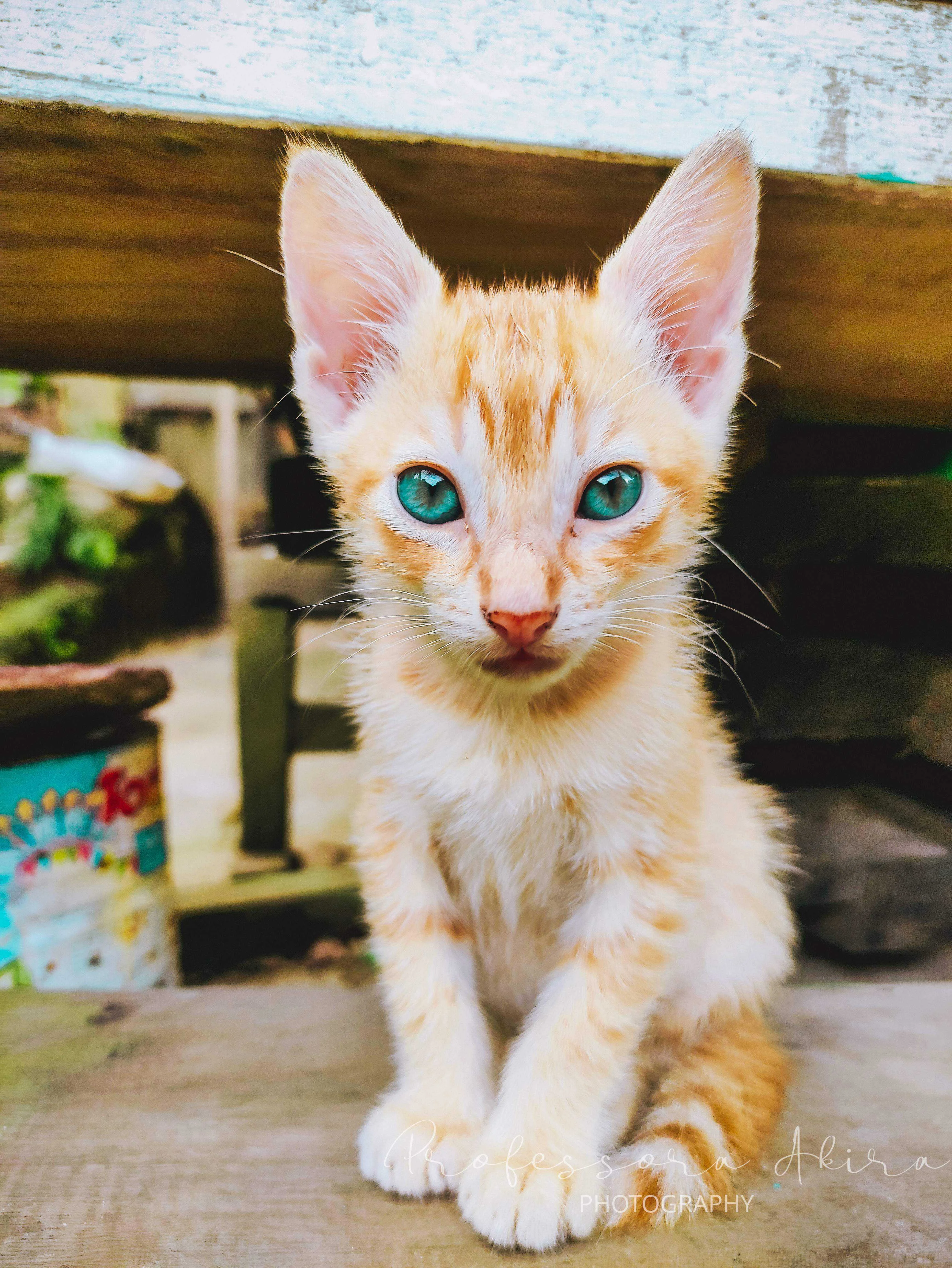 Cat Portrait