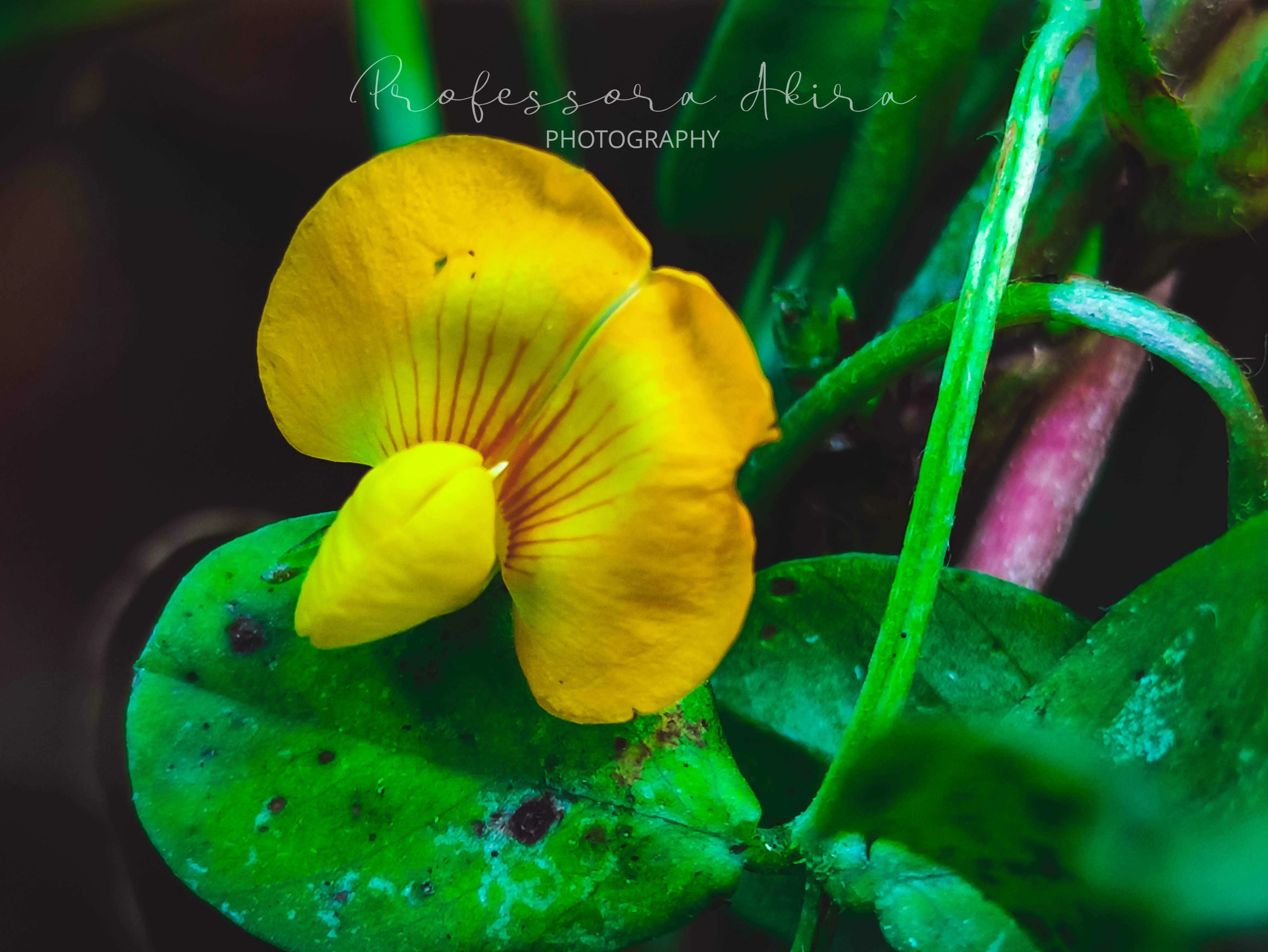 Peanut Flower