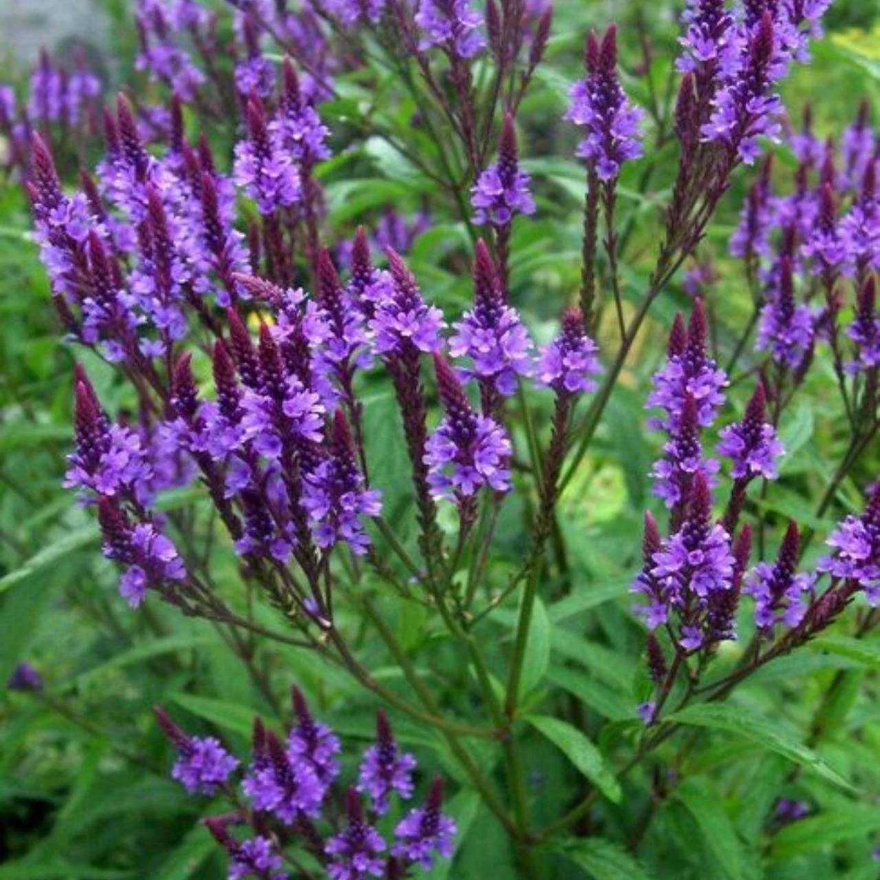 image__60383.1642048607.jpg