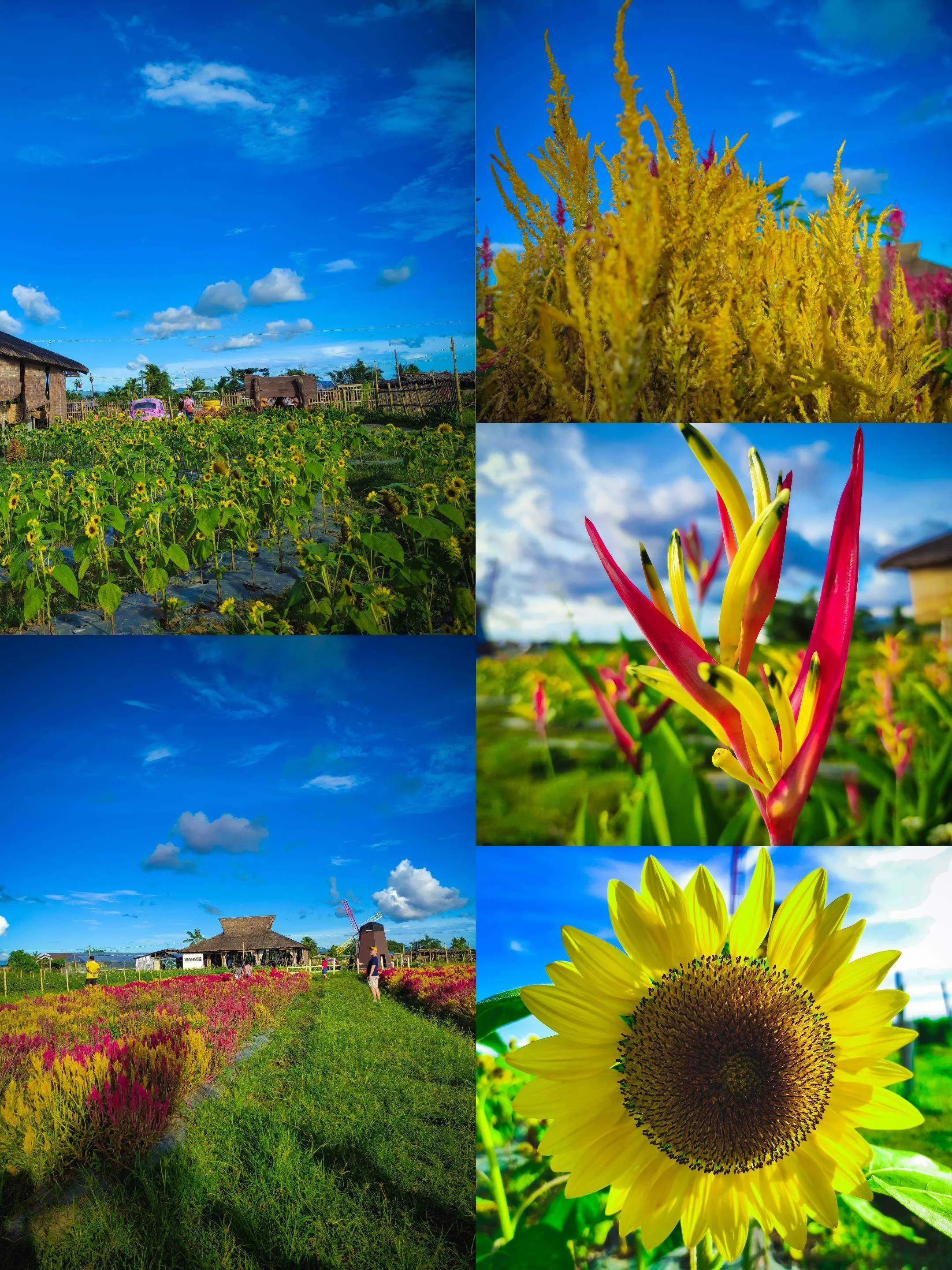 Tambaan Farm Cafe