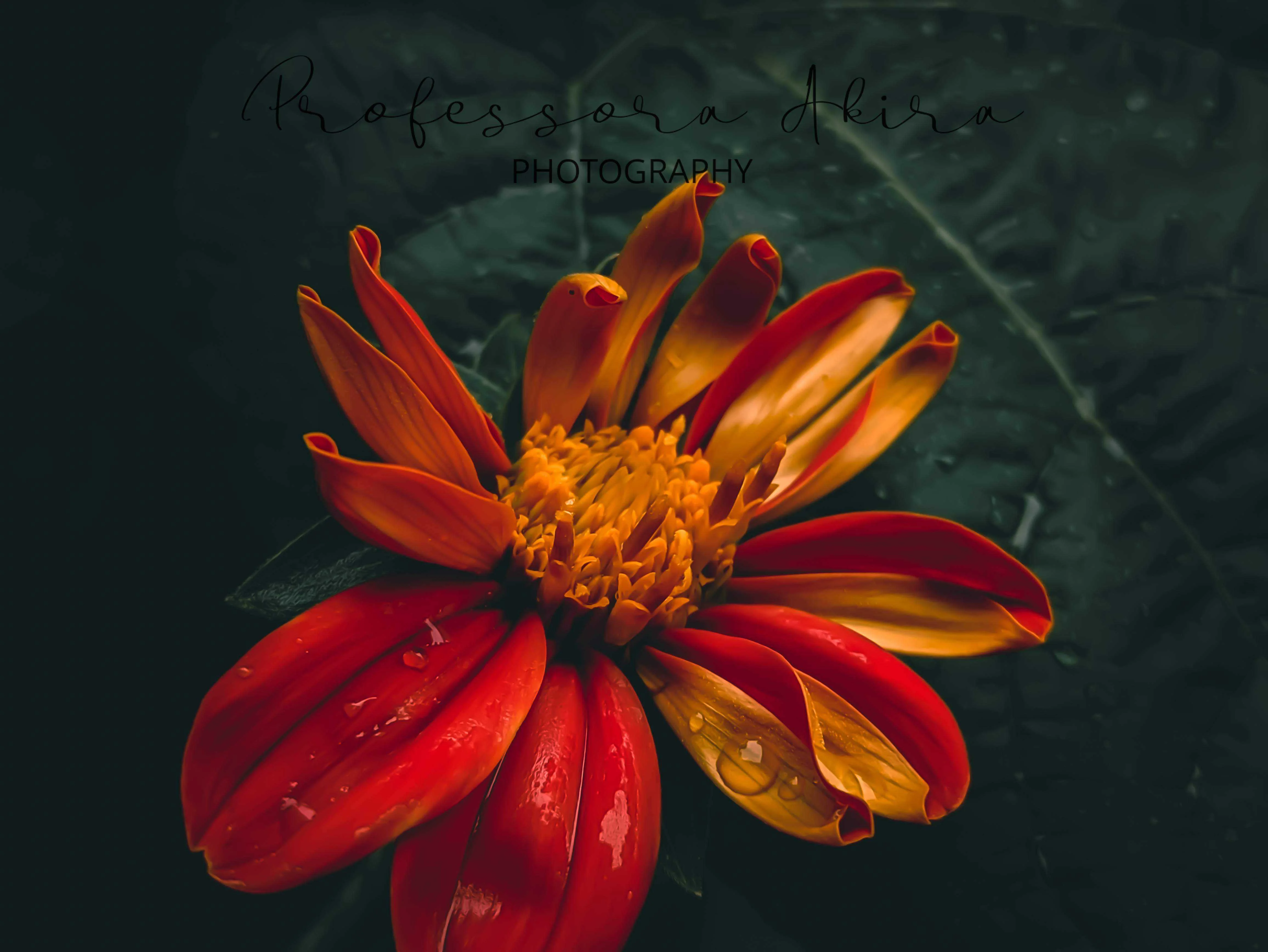Mexican Sunflower
