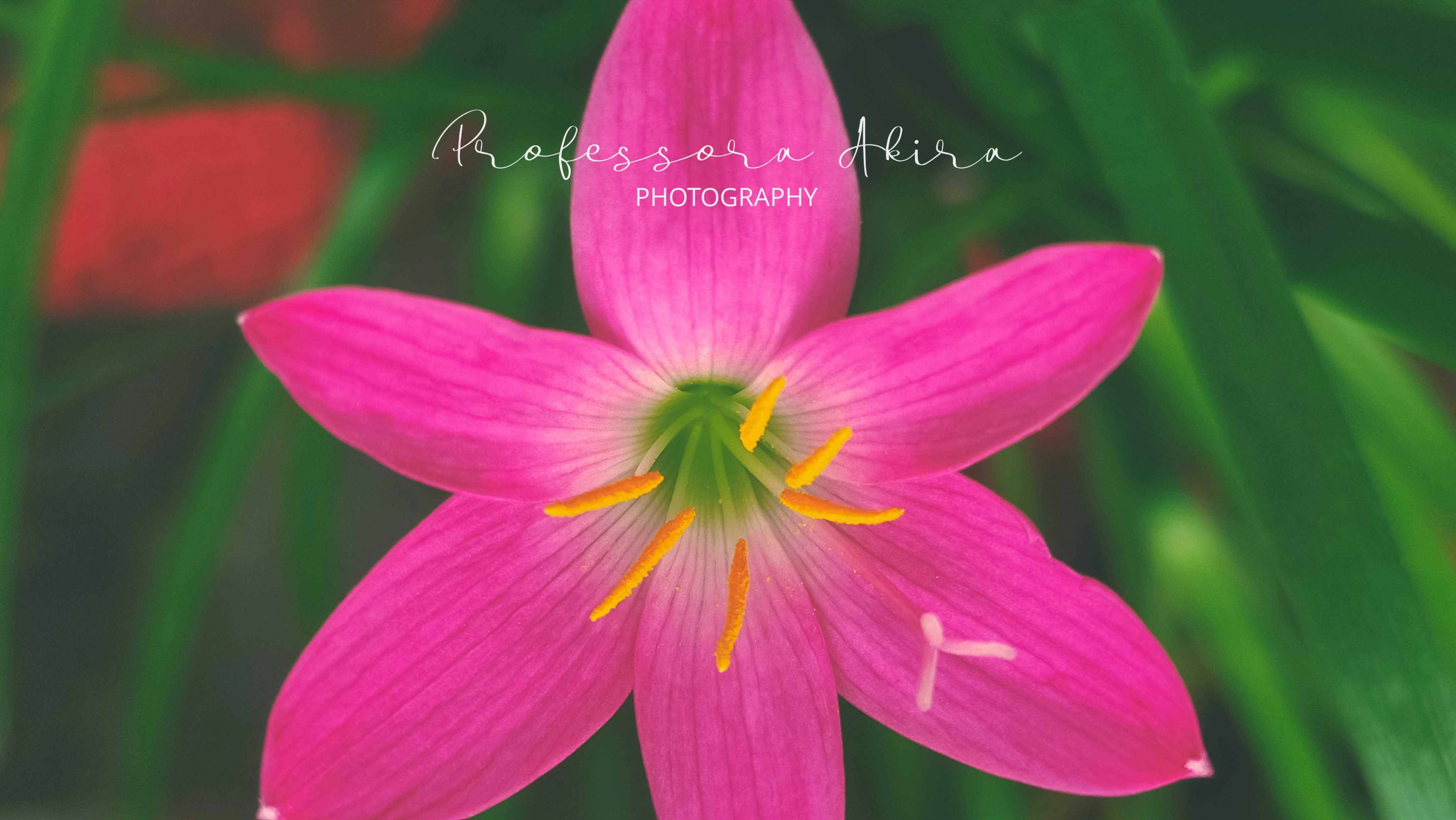 Rain Lily