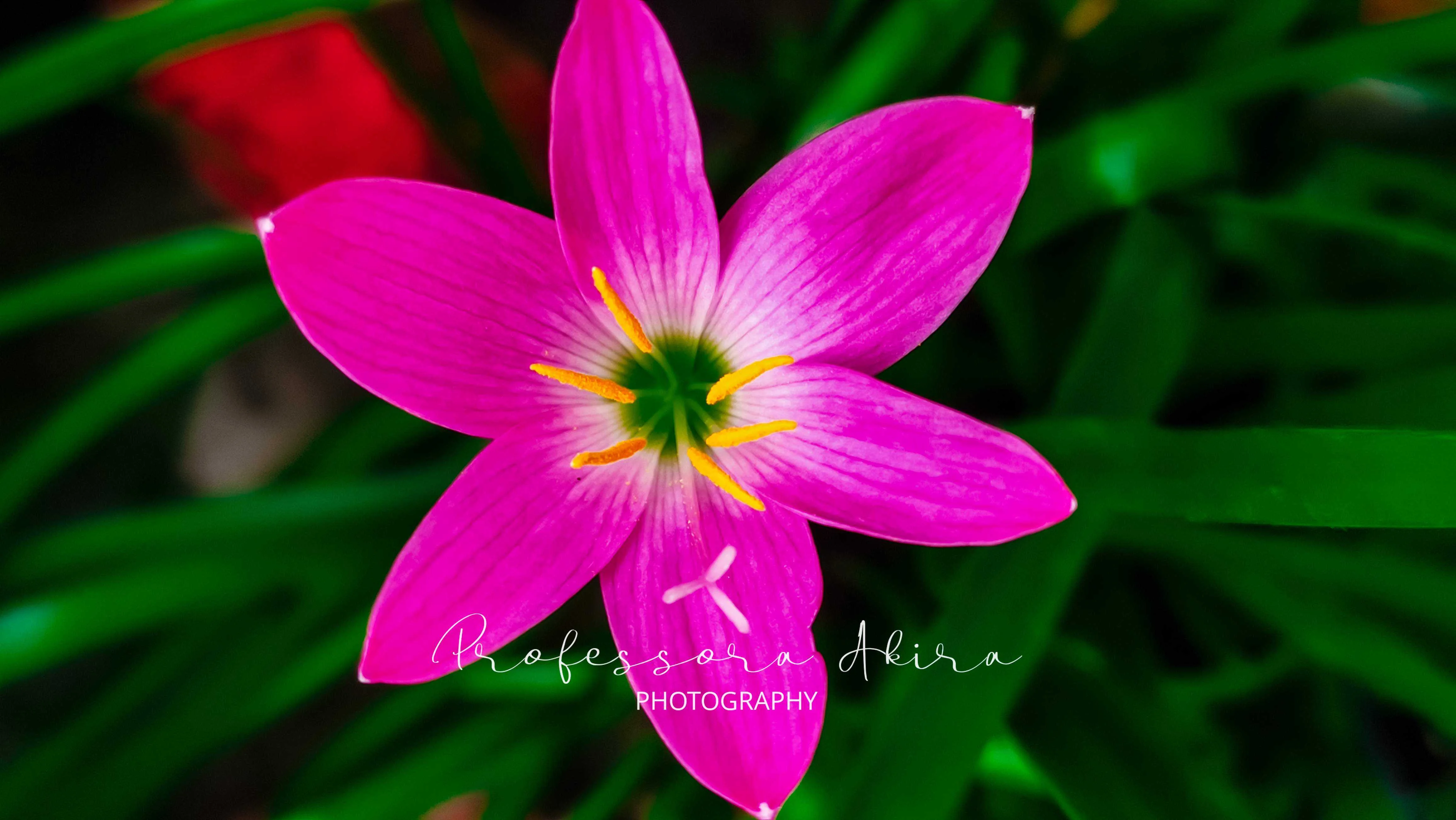 Rain Lily