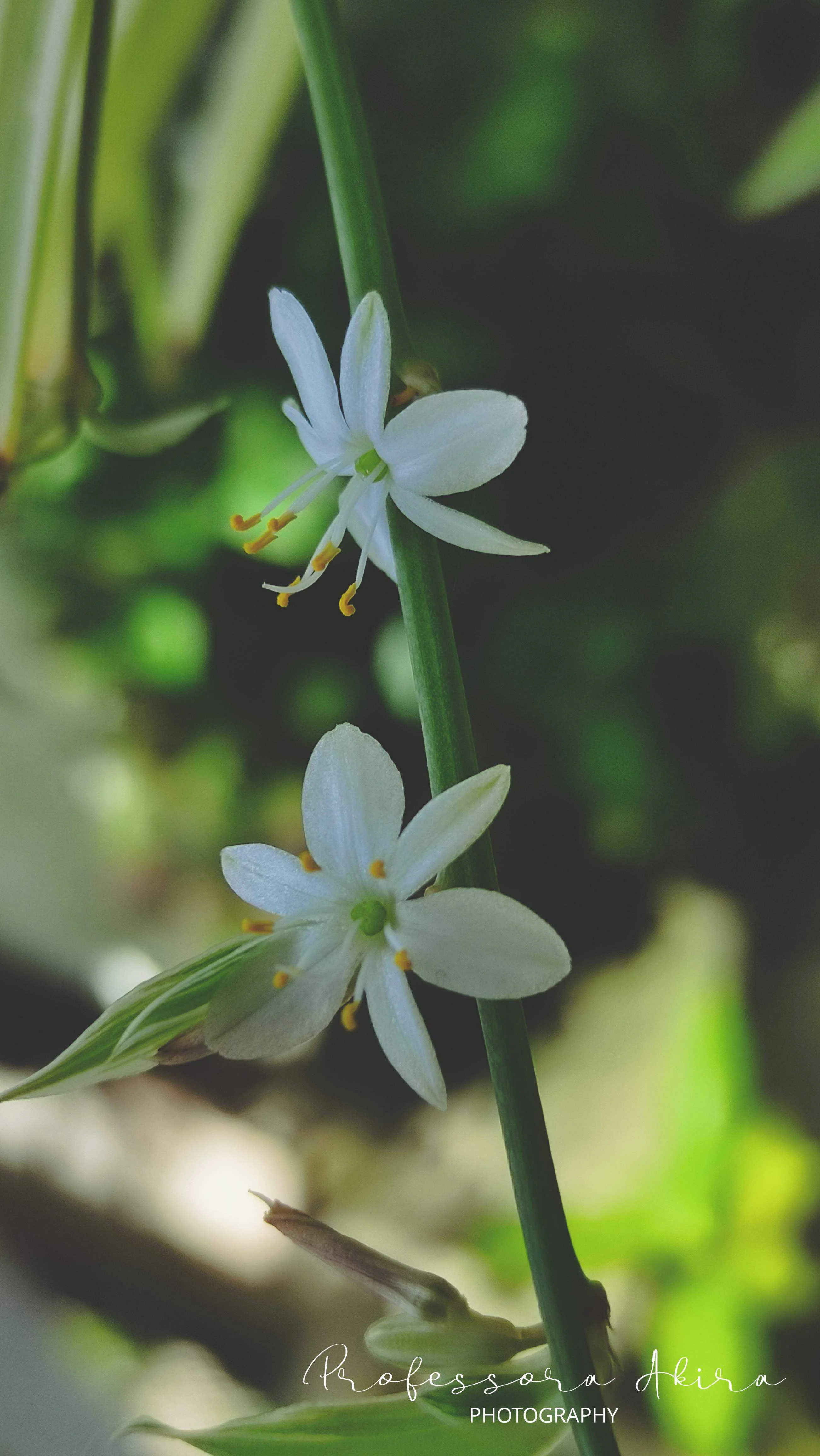 Spider Plant up close
