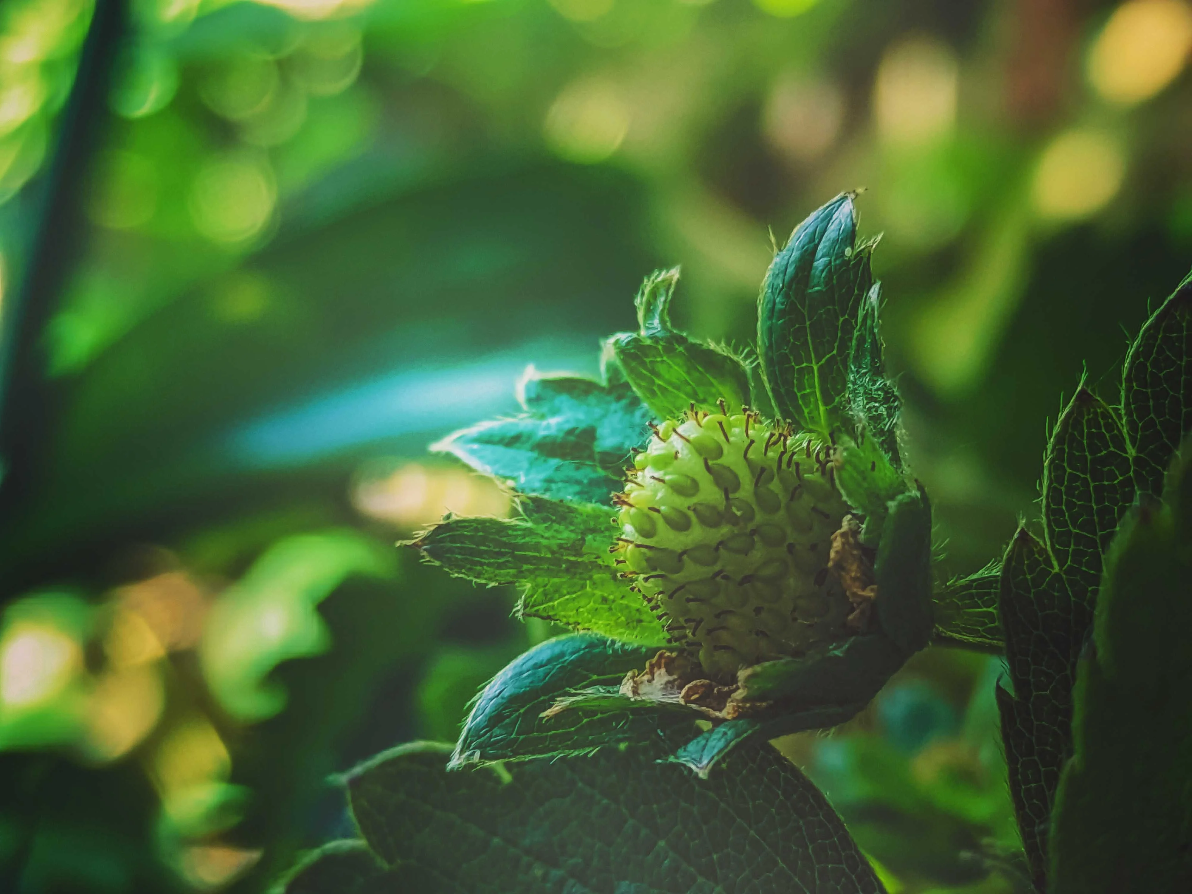 Strawberry