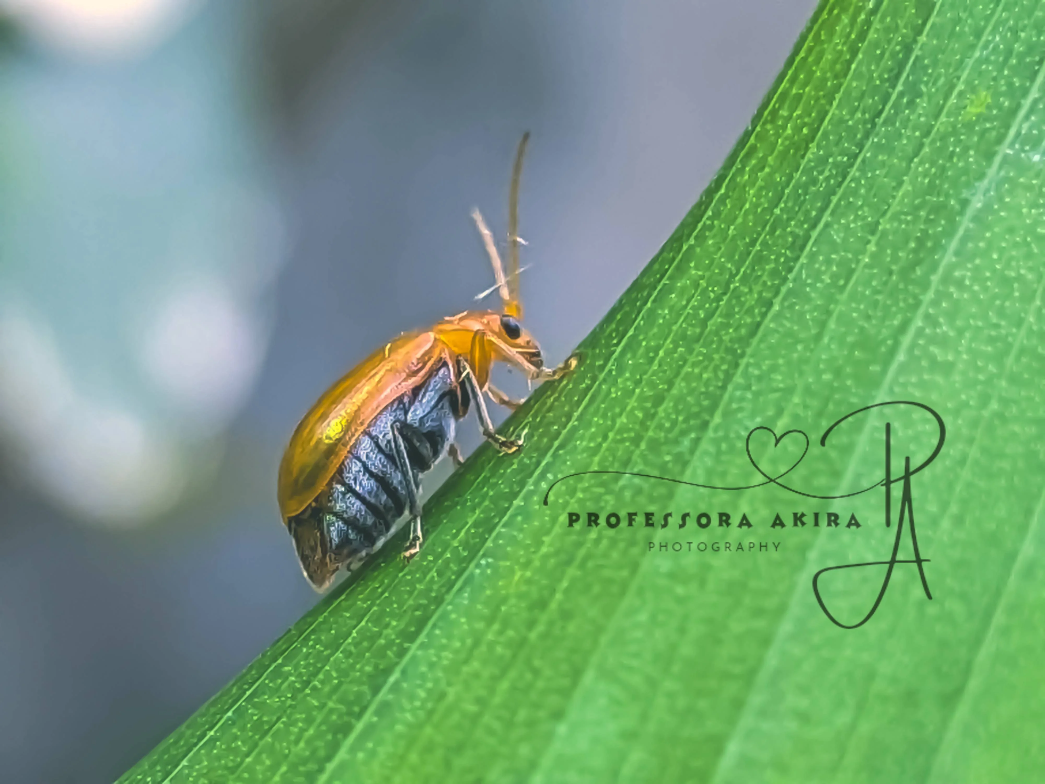 Little Beetle