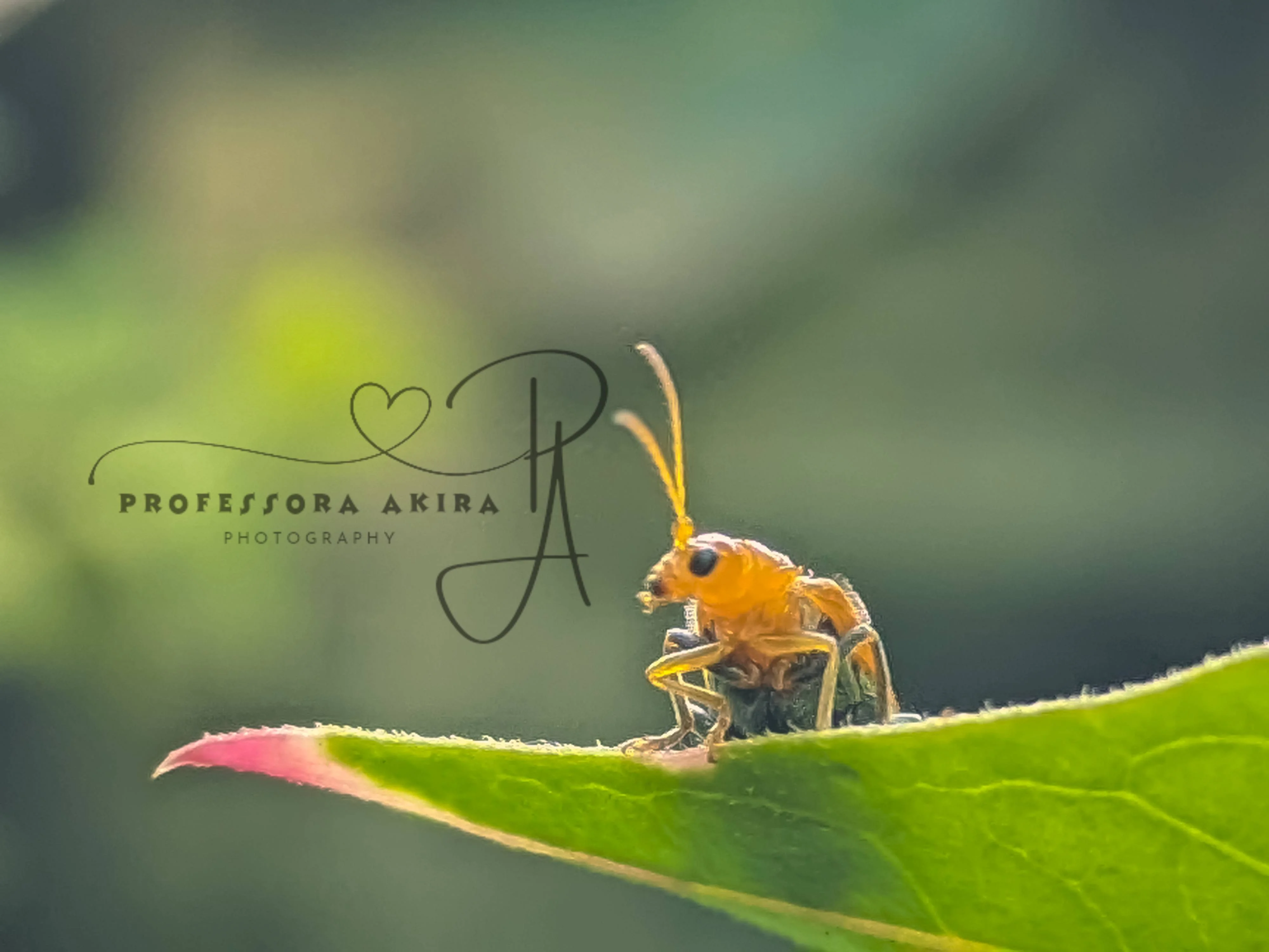 "Busy Beetle"