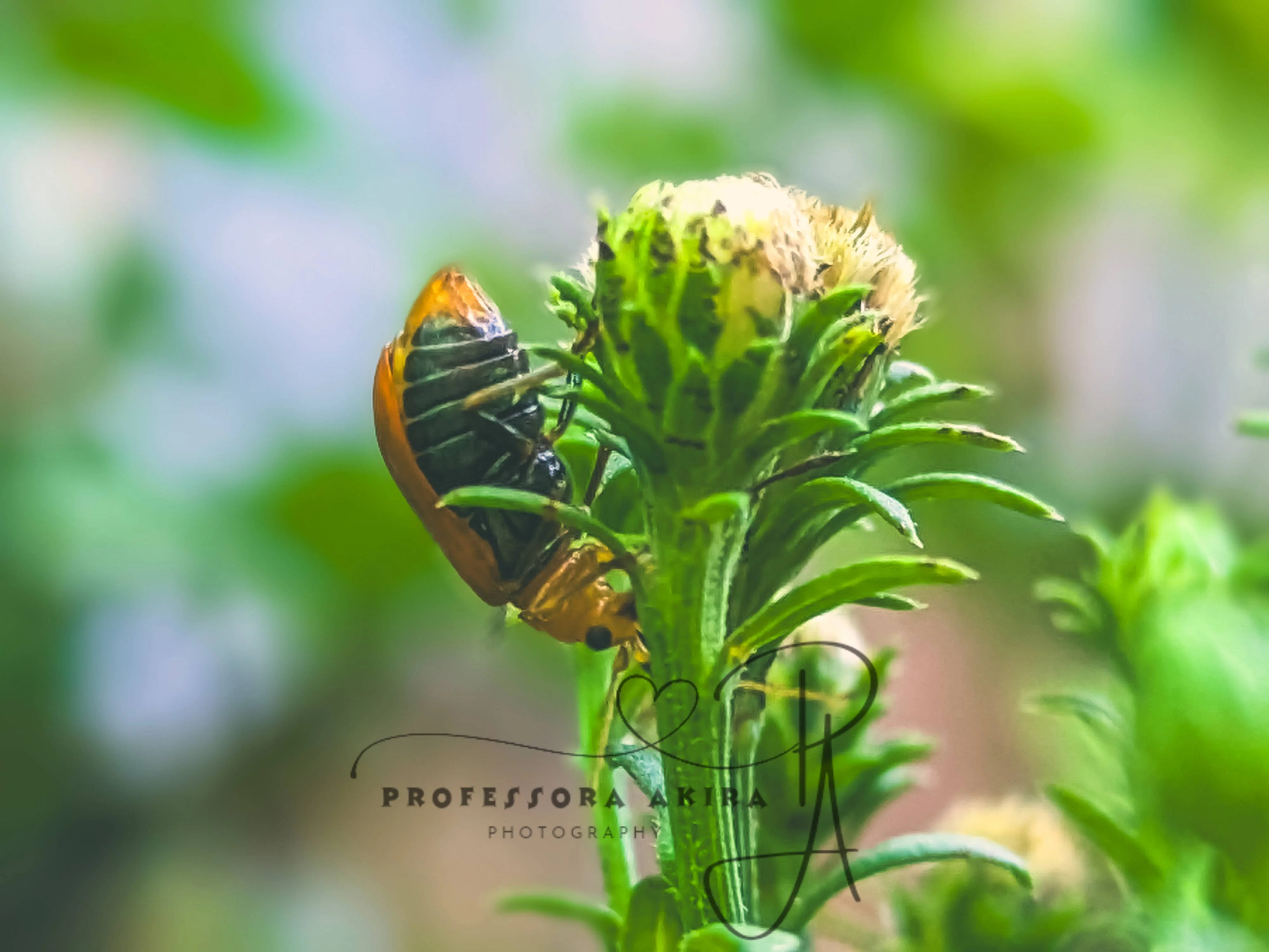 Bettle1.jpg